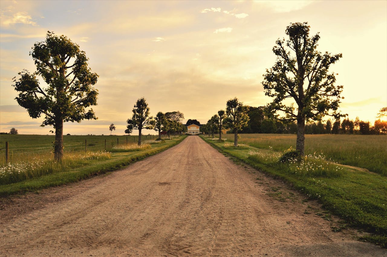 Camino rural flanqueado por árboles al atardecer, acceso a finca en entorno rústico.