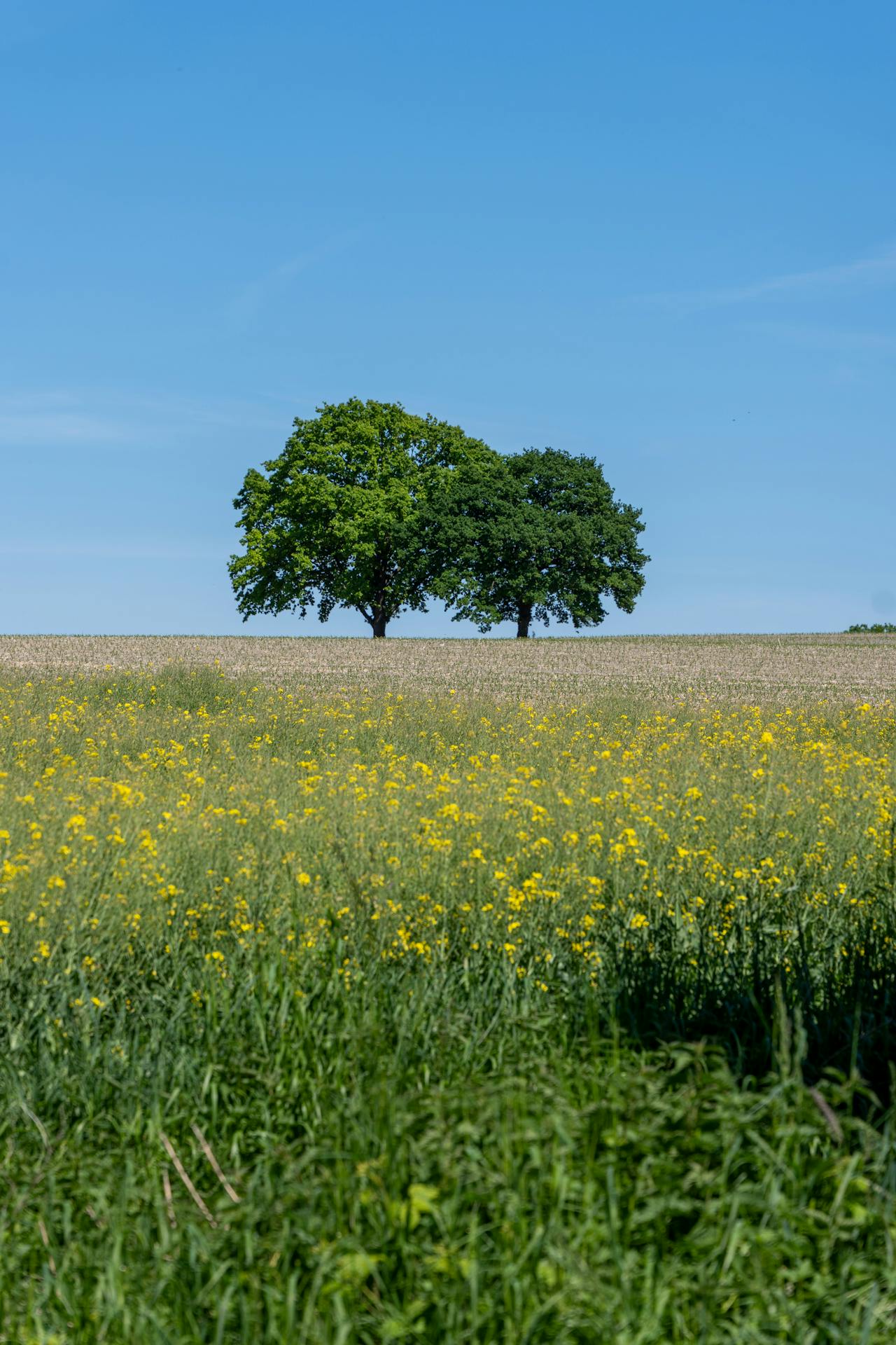 Árbol en campo abierto, símbolo de finca rústica para análisis catastral.